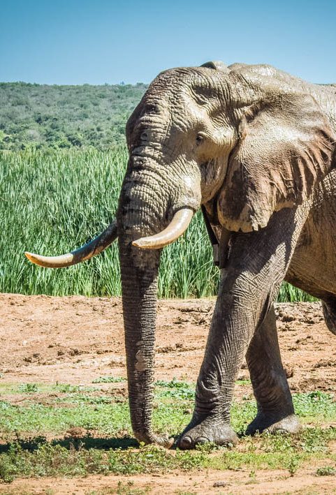 Addo Big 5 Game Viewing